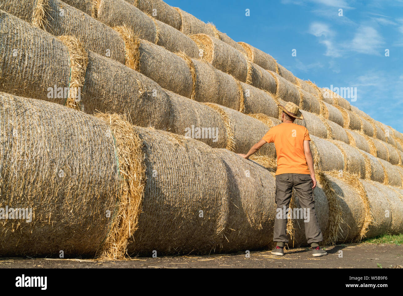 Imprenditore ispezionando il fieno botti accatastate in un campo nei pressi di animali della fattoria Foto Stock