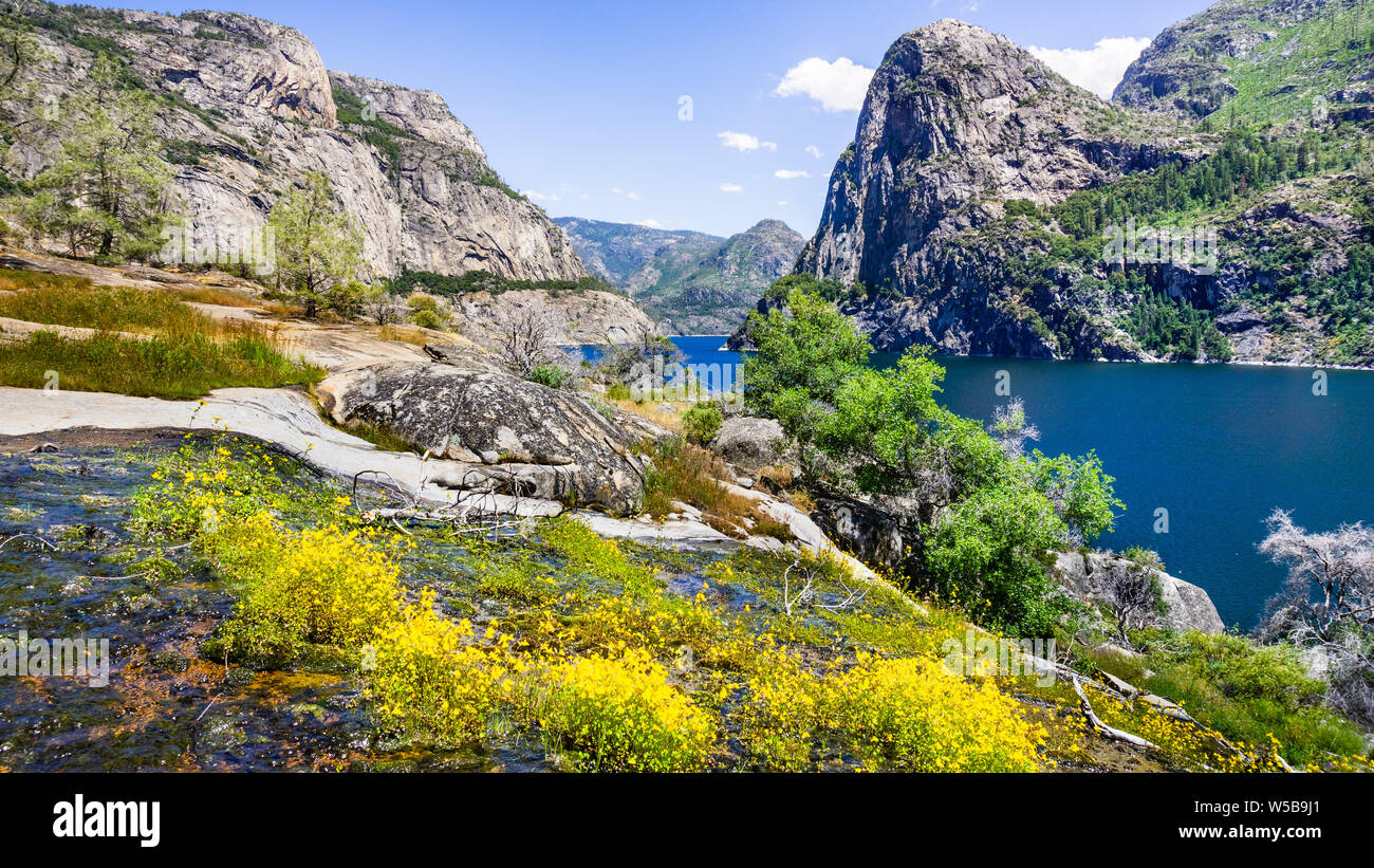 Fioritura di fiori di campo sul litorale di Hetch Hetchy serbatoio in un temporaneo creek, del Parco Nazionale Yosemite, Sierra Nevada, in California Foto Stock