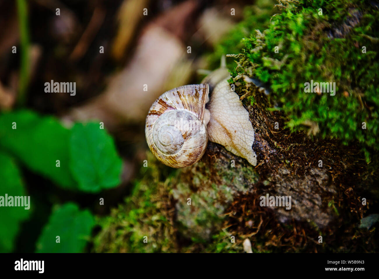 Lumaca strisciare sulla foresta moss Foto Stock