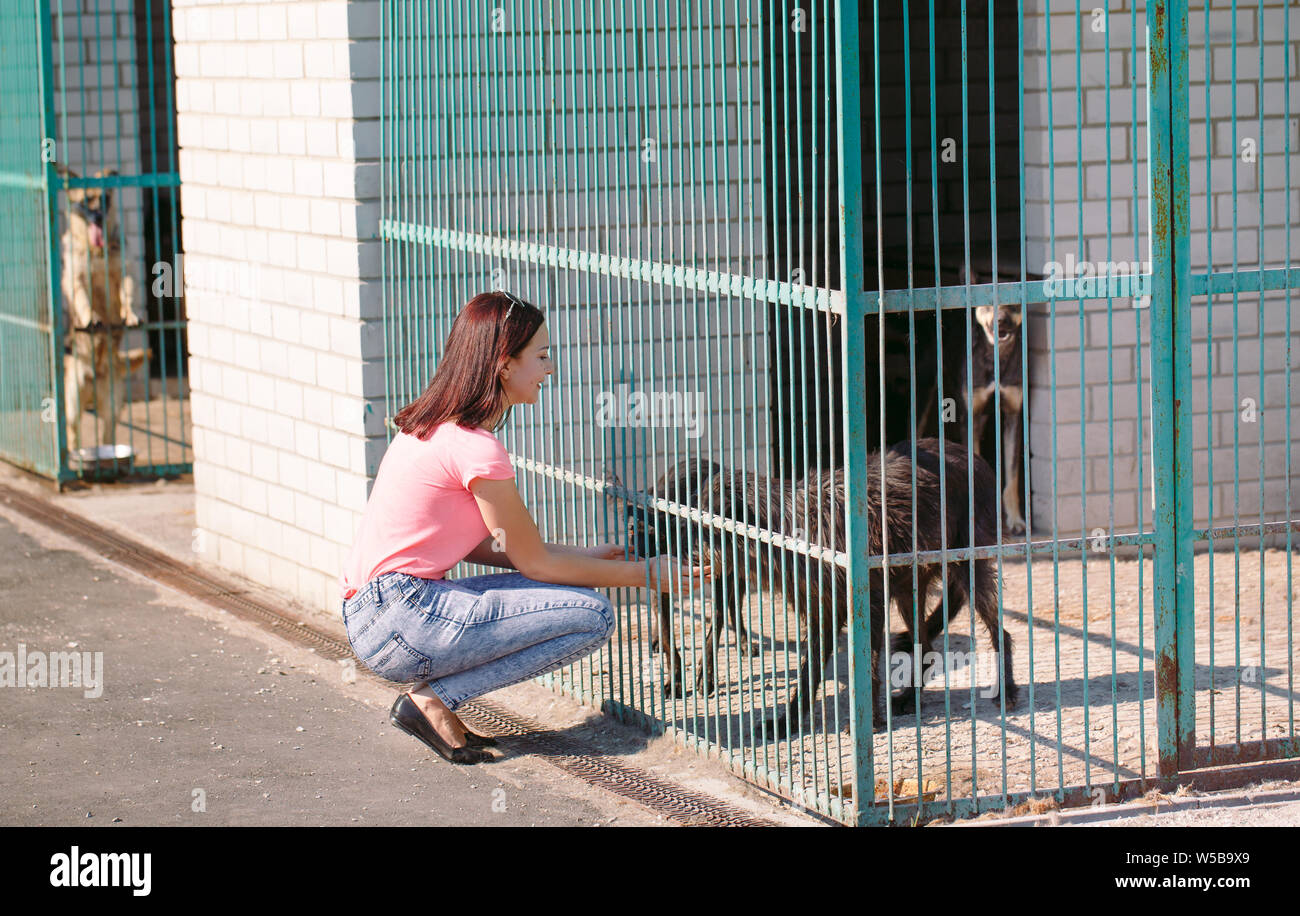 Ragazza volontario nel vivaio per cani. Rifugio per cani randagi. Foto Stock