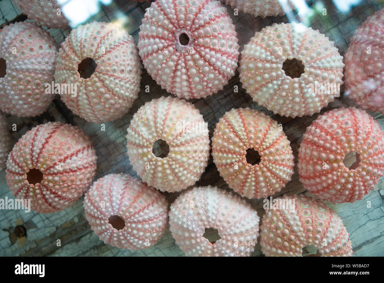 Primo piano di conchiglie di ricci di mare rosa e viola disposte in file su superfici in legno intemperie Foto Stock