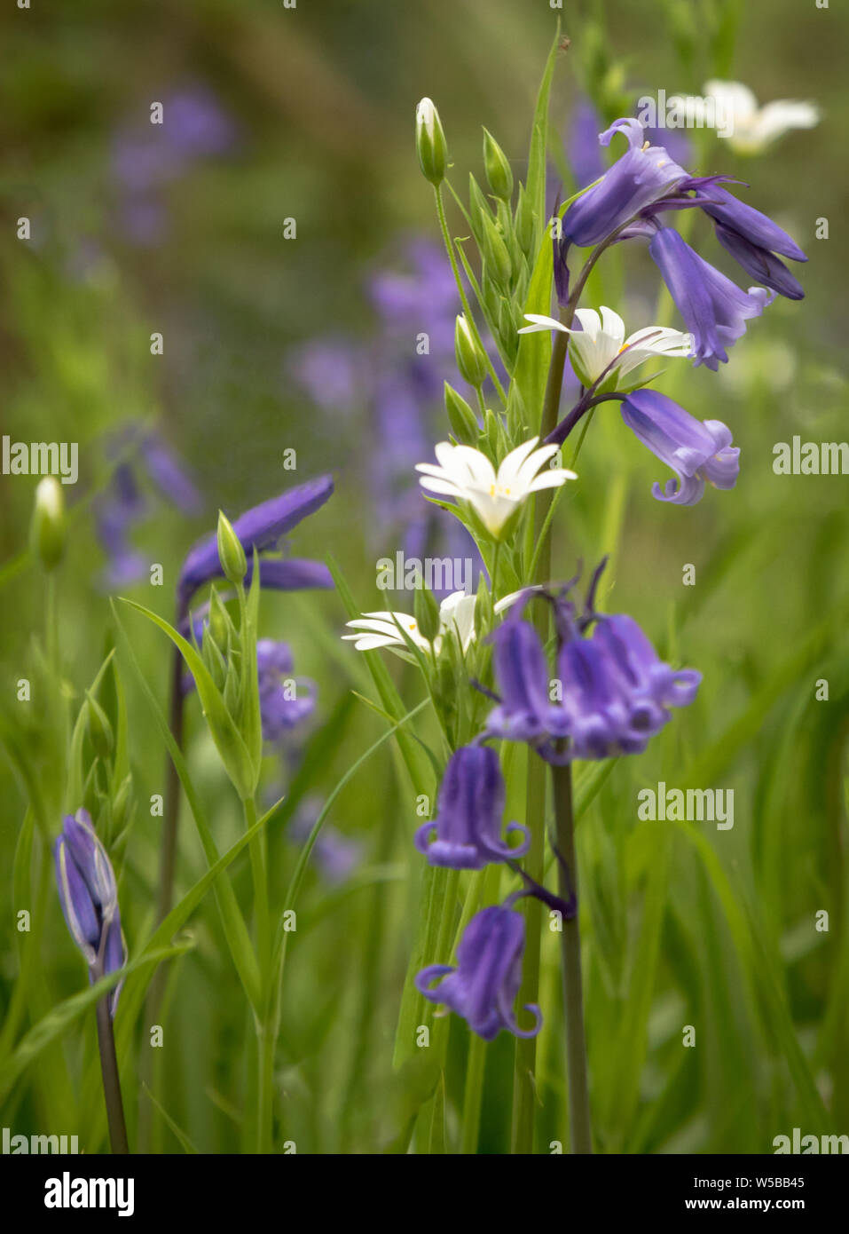 Inglese e Bluebells Stitchwort Foto Stock