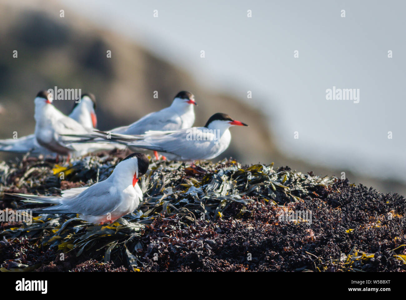 Le sterne artiche (Sterna paradisaea) su una mattinata estiva nel Maine Foto Stock