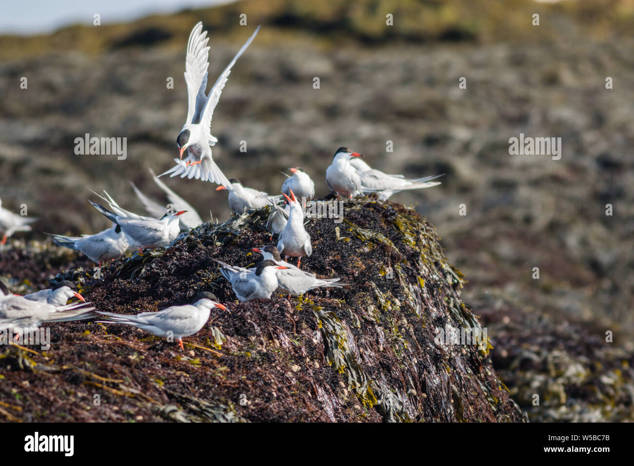 Le sterne artiche (Sterna paradisaea) alimentazione su una mattinata estiva nel Maine Foto Stock