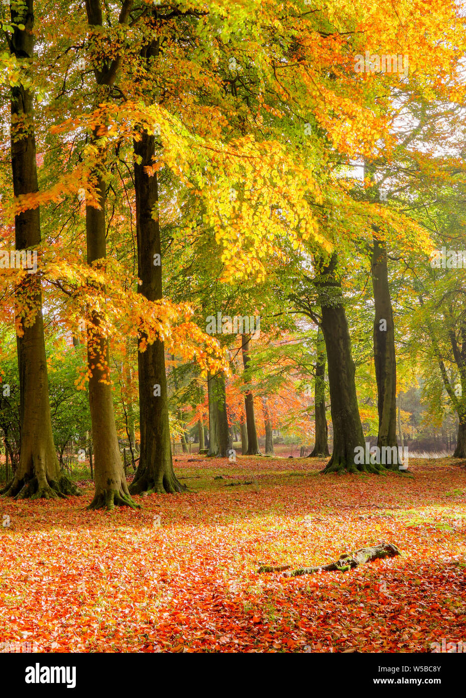 Tappeto di foglie di colore arancione sotto alberi decidui in autunno Foto Stock