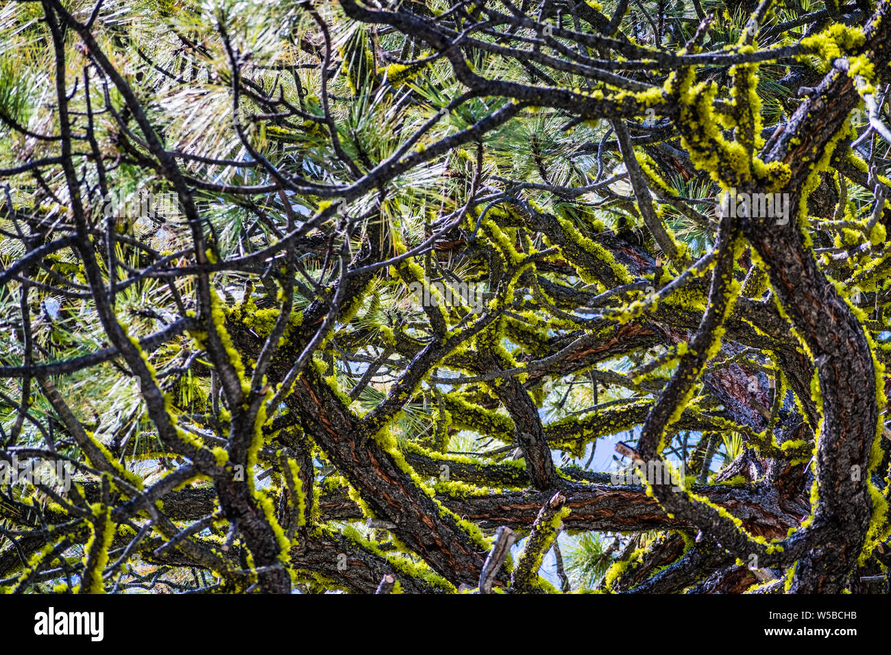 Lupo Lichen (Letharia vulpina) che cresce sui rami di un albero di pino nel Parco Nazionale di Yosemite, Sierra Nevada, in California Foto Stock
