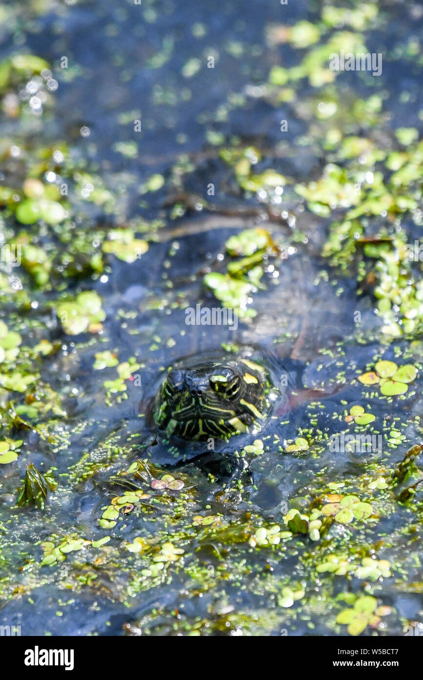 Orientale Tartaruga dipinte in marsh a John Heinz riserva naturale - Chrysemys picta picta ricoperte da alghe nuotare nel laghetto di acqua Foto Stock