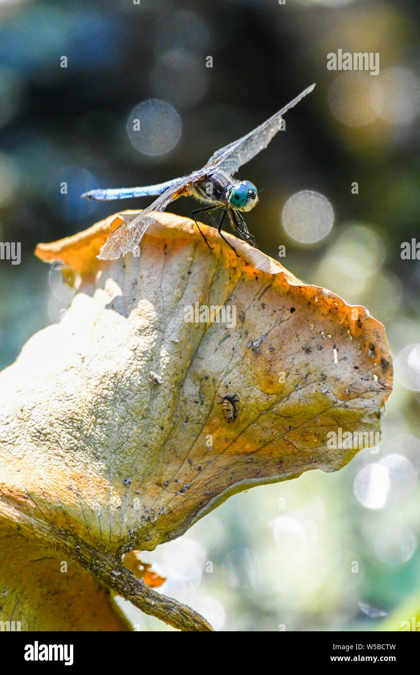 Blue-eyed dragonfly in John Heinz riserva naturale - un blu eyed dragonfly poggia su una foglia vicino a Philadelphia - Anisoptera insetto con grandi occhi blu Foto Stock