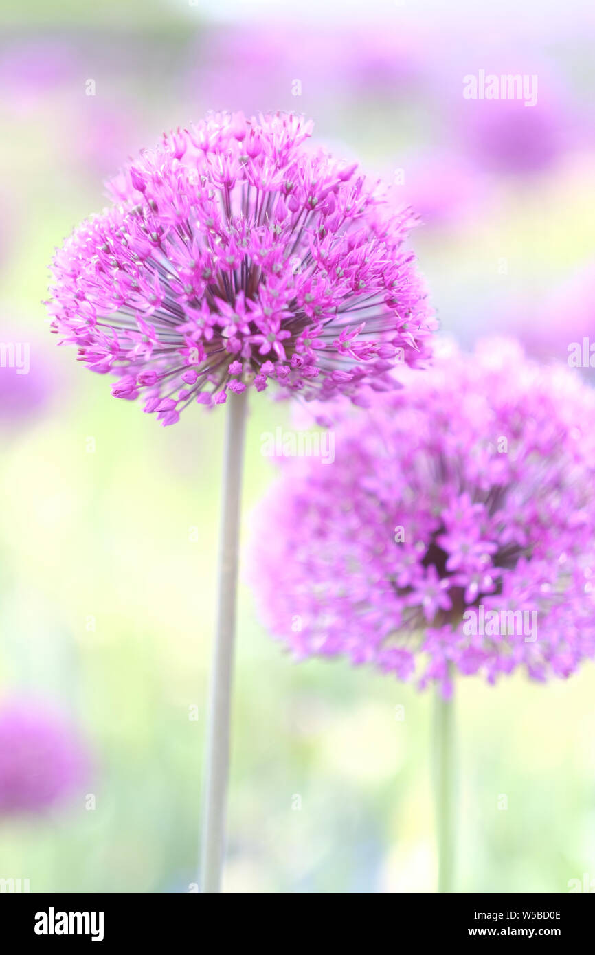 Lilac bocce decorativo di Fiori di cipolla Foto Stock