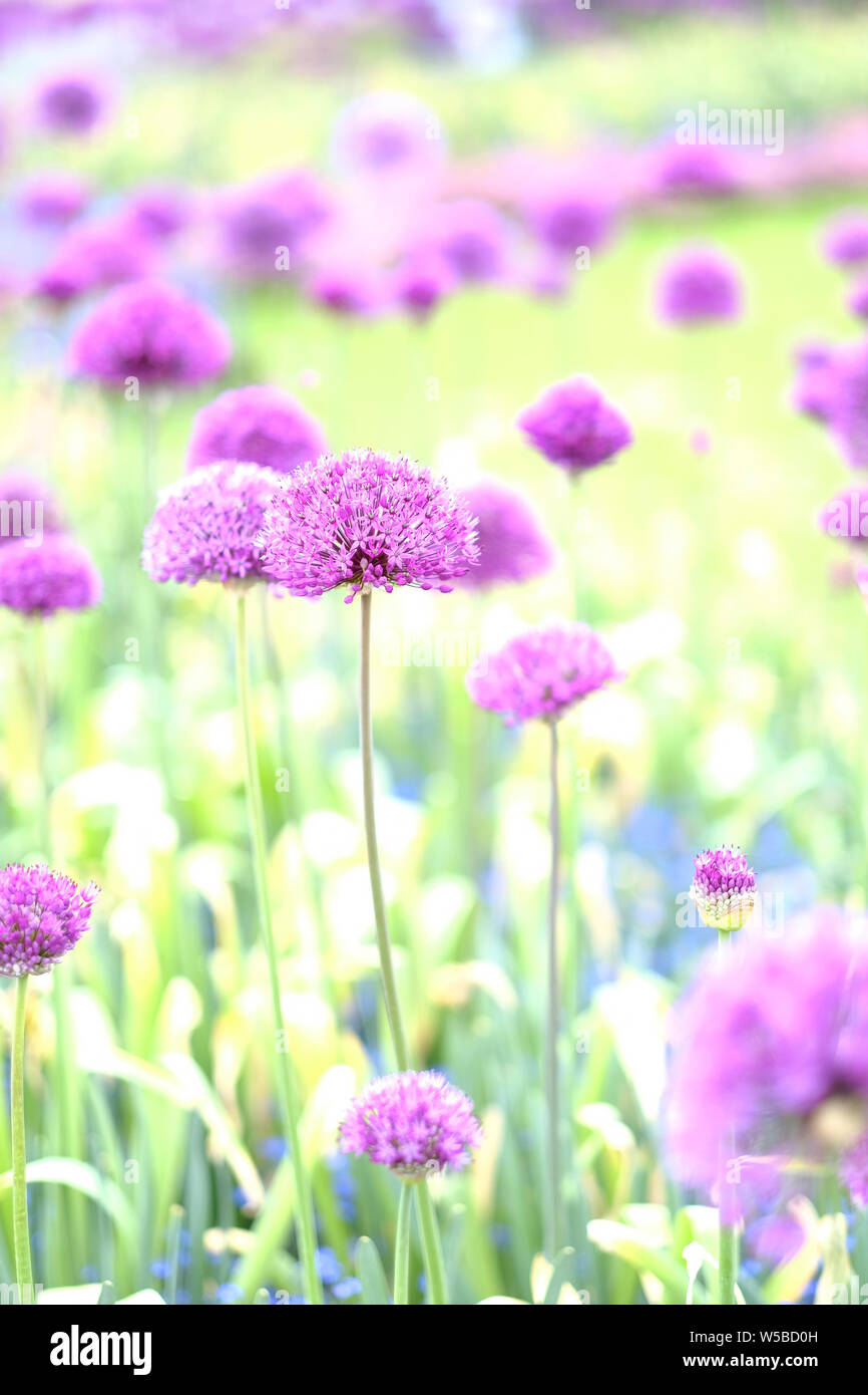 Lilac bocce decorativo di Fiori di cipolla Foto Stock