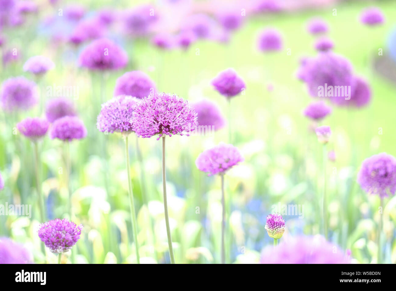 Lilac bocce decorativo di Fiori di cipolla Foto Stock