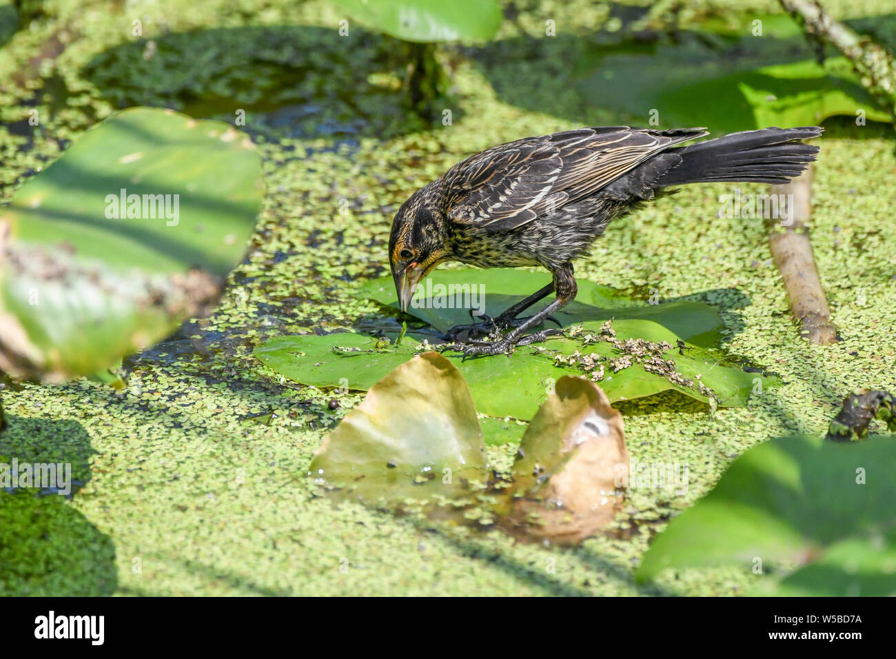 John Heinz riserva naturale Foto Stock