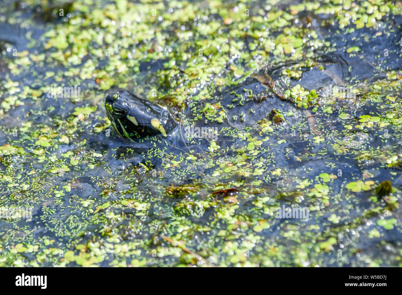 Orientale Tartaruga dipinte in marsh a John Heinz riserva naturale - Chrysemys picta picta ricoperte da alghe nuotare nel laghetto di acqua Foto Stock