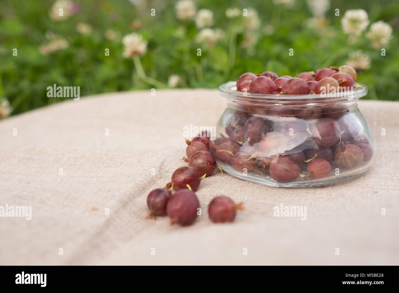 Appena raccolto raccolto di uva spina verde in vetro Foto Stock