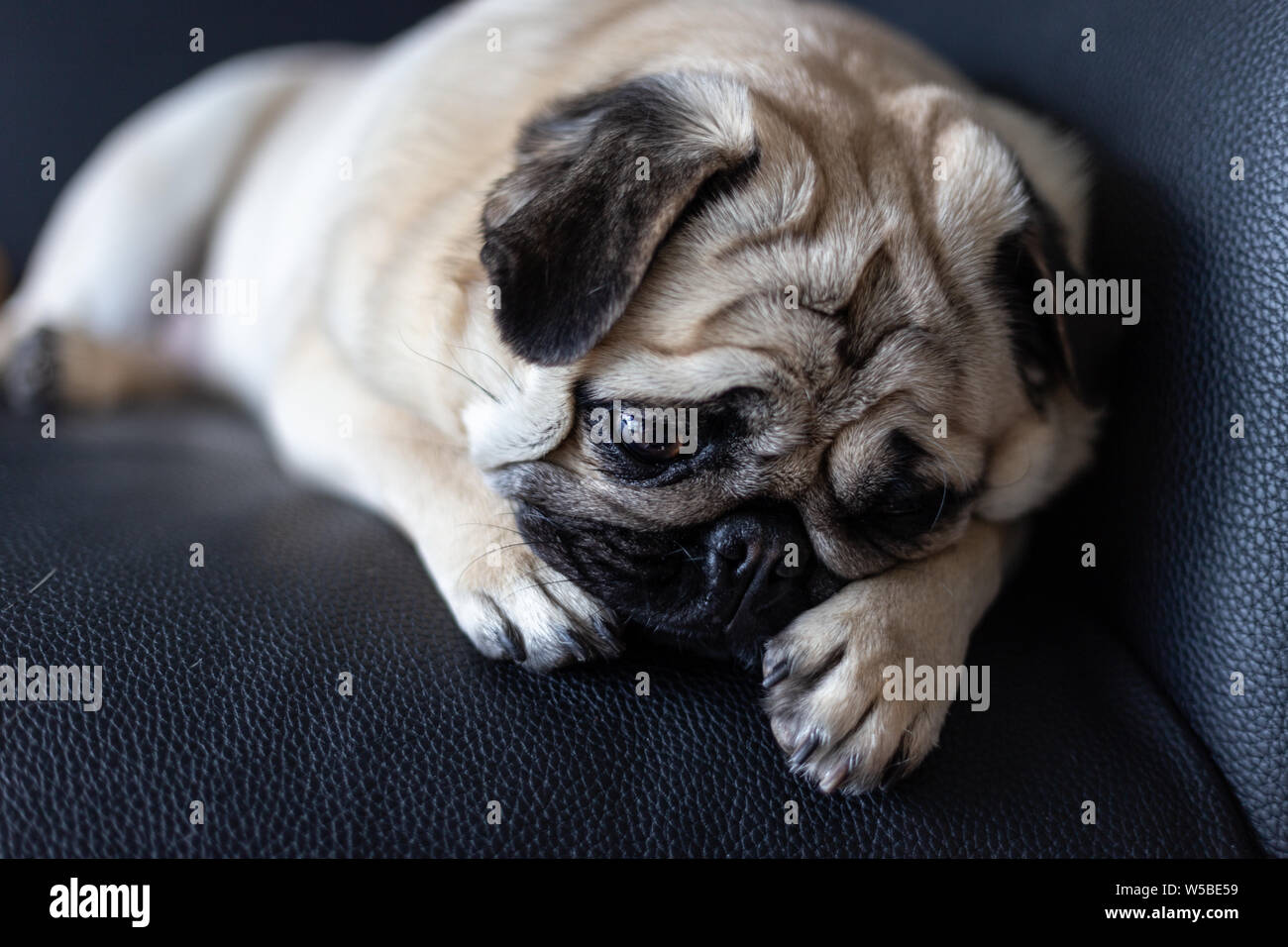 Pug cane con la faccia triste Foto Stock