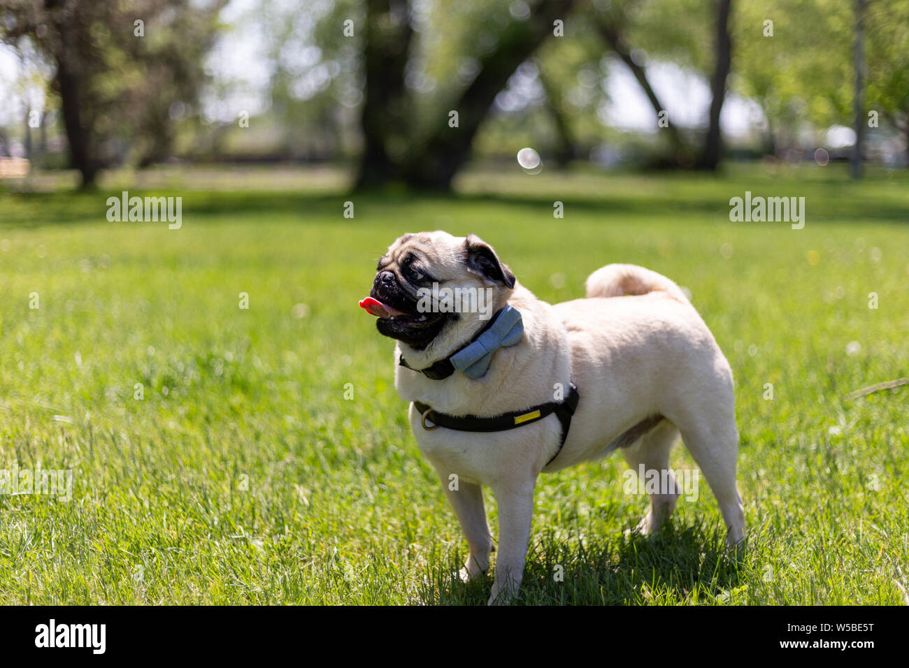 Pug Dog godendo di estate Foto Stock