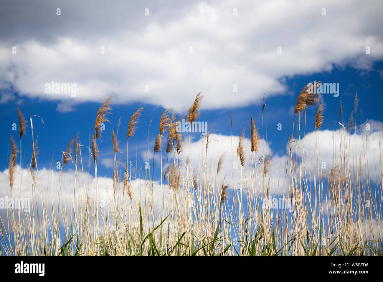 Utile per l'energia pianta acquatica miscanthus cinese. Un vento forte nella parte anteriore di un temporale suscita orecchie di canne. Pettine contro un cielo tempestoso Foto Stock