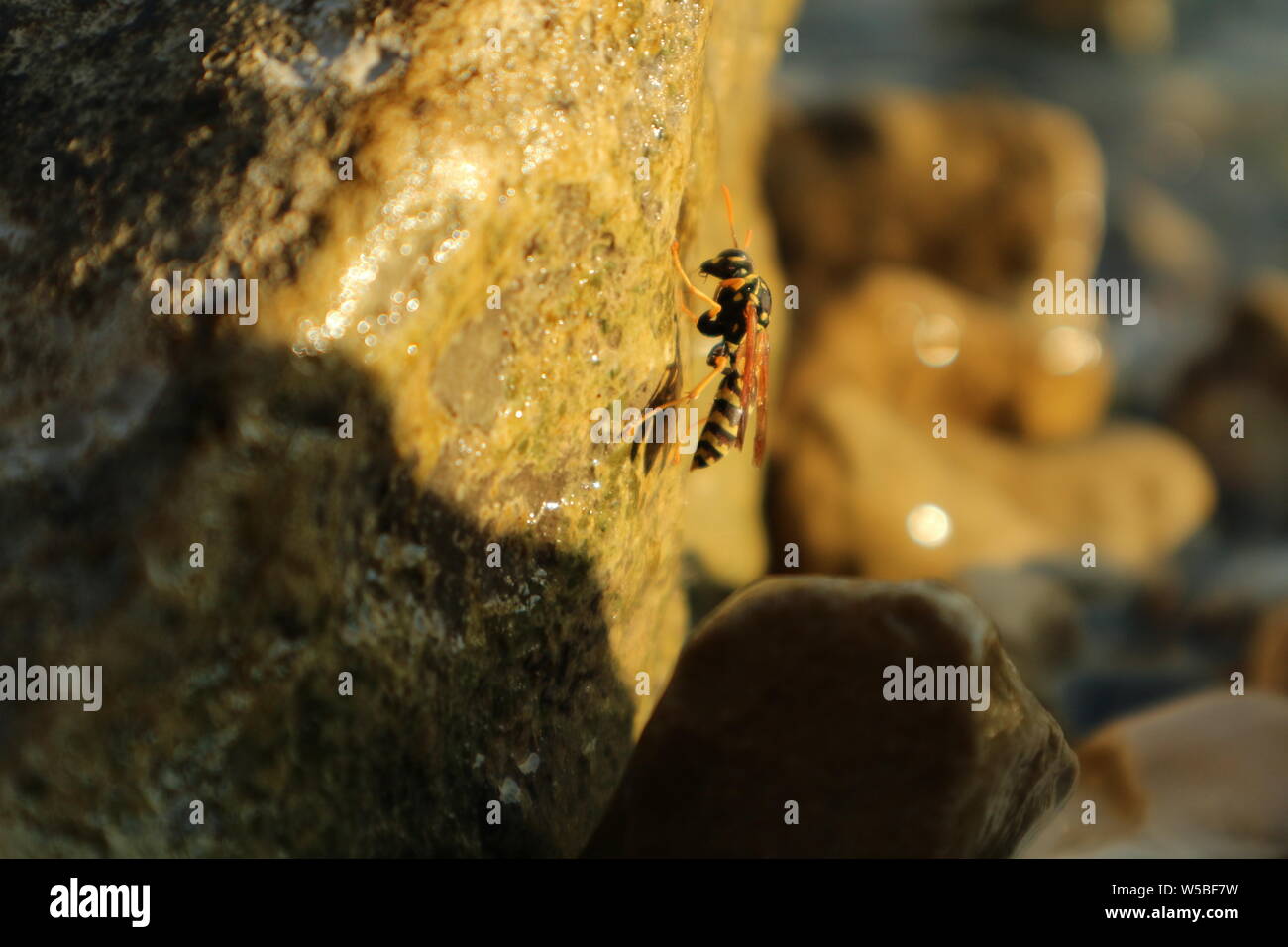 WASP mangiare sale dalla pietra bagnata al mare Foto Stock