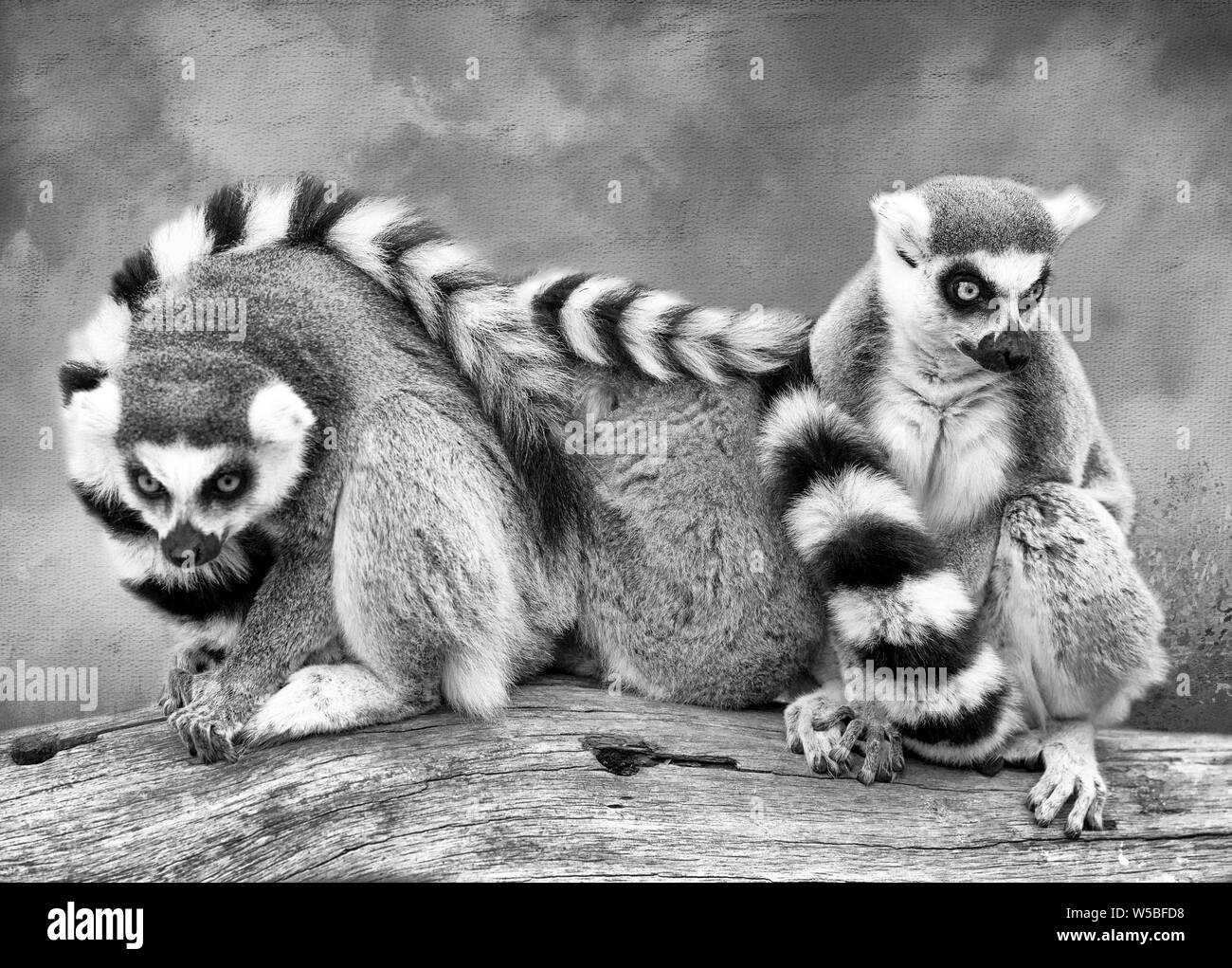 3 Anello dei lemuri di coda seduto su un log in B & W. Due seduta in avanti e quella centrale con torna alla fotocamera. Un sfondo a trama è stato aggiunto. Foto Stock