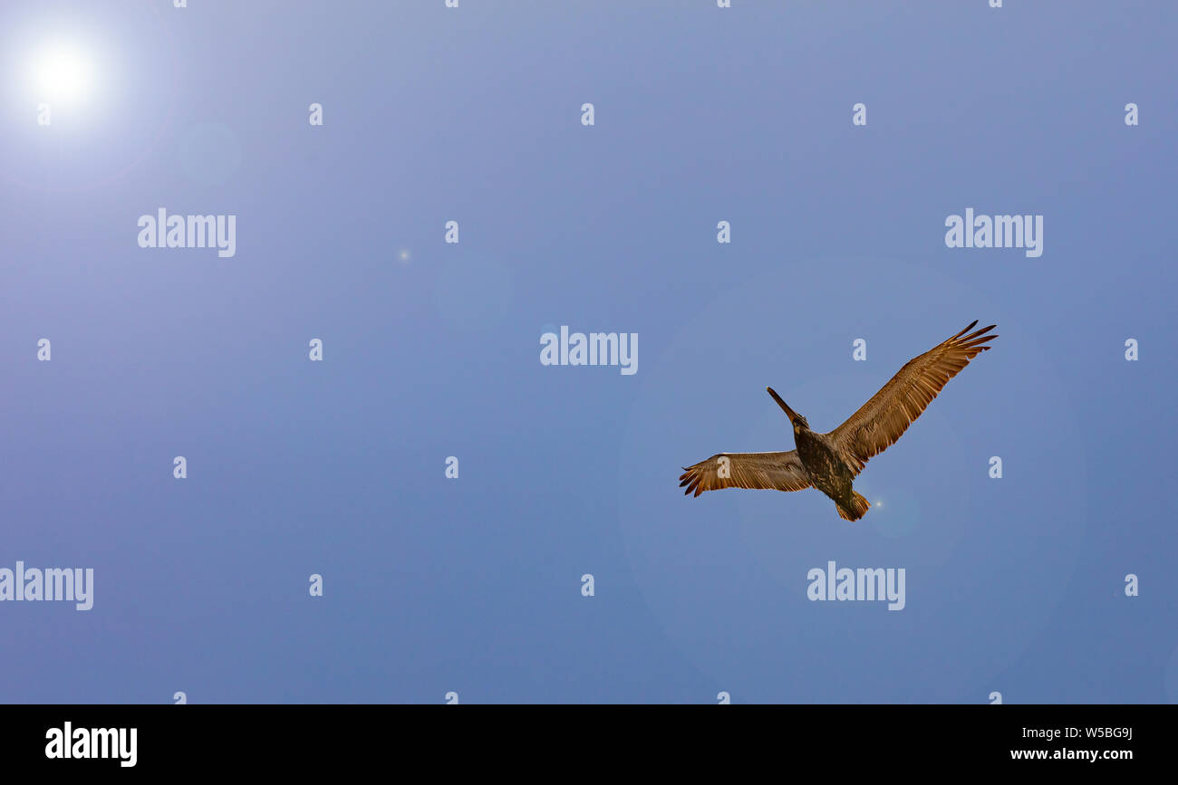 Pelican volo cielo blu. Il colore marrone american pelican battenti sul cielo azzurro sfondo, soleggiata giornata di primavera a basso angolo di visione Foto Stock