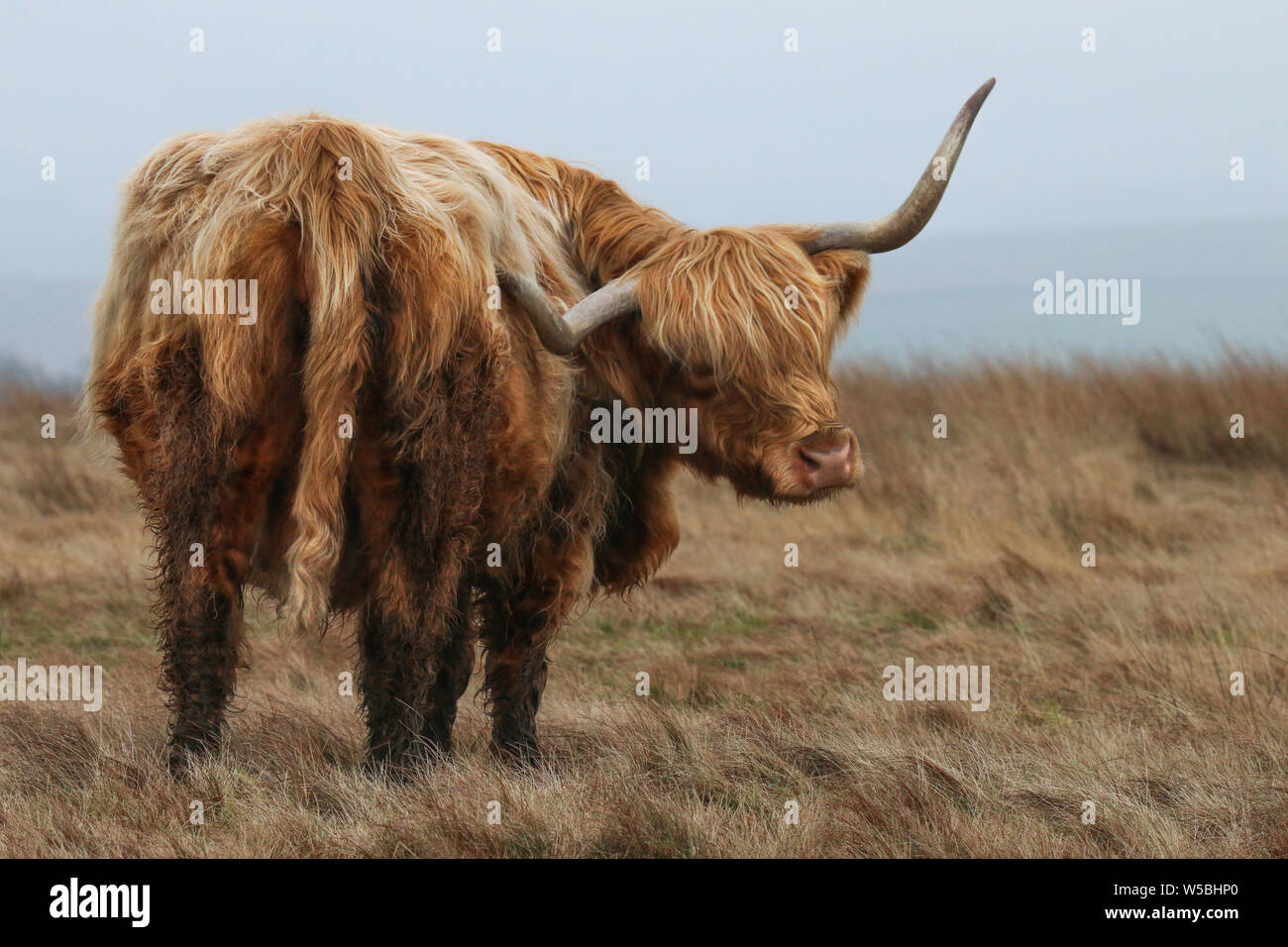 Highland bovini in piedi con la sua parte posteriore verso di noi ma guardando intorno alla telecamera. Foto Stock