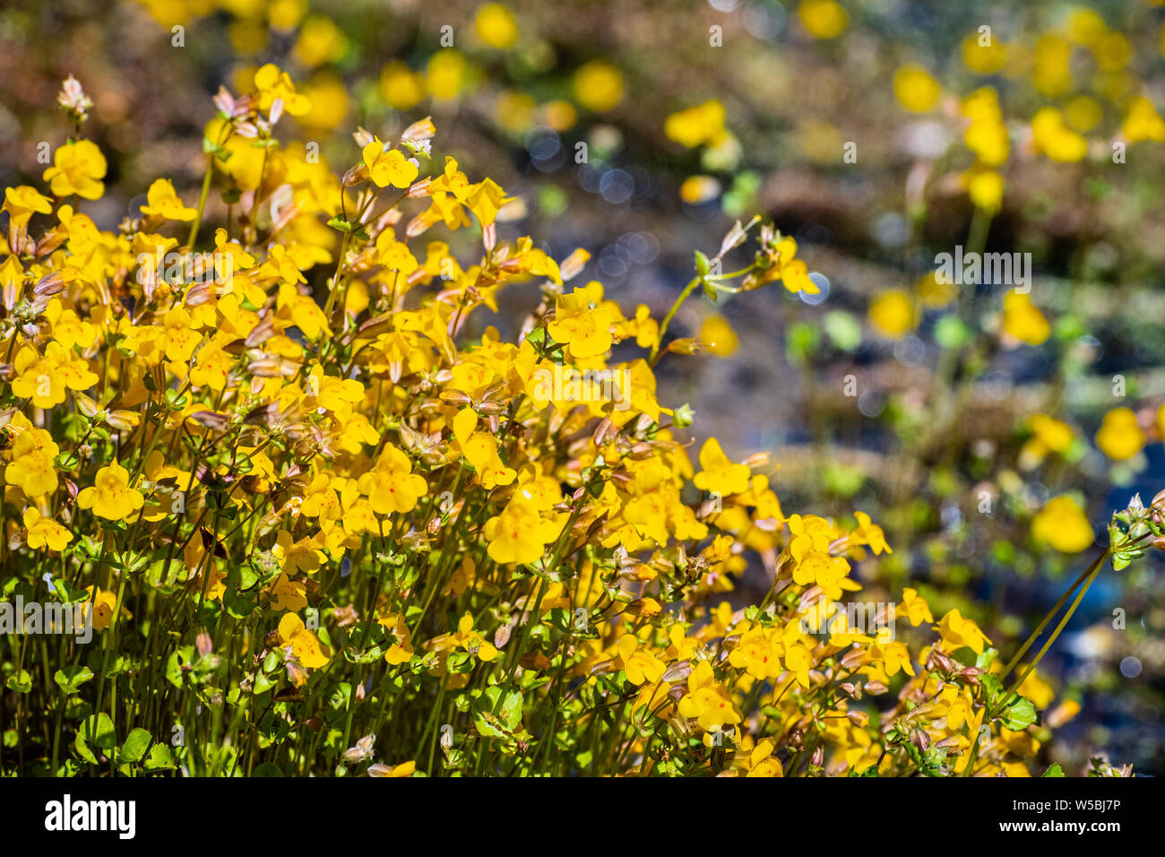 Close up di infiltrarsi monkey fiori selvatici (Mimulus guttatus) fiorire sulla riva di un torrente nel Parco Nazionale di Yosemite, Sierra Nevada, Califo Foto Stock