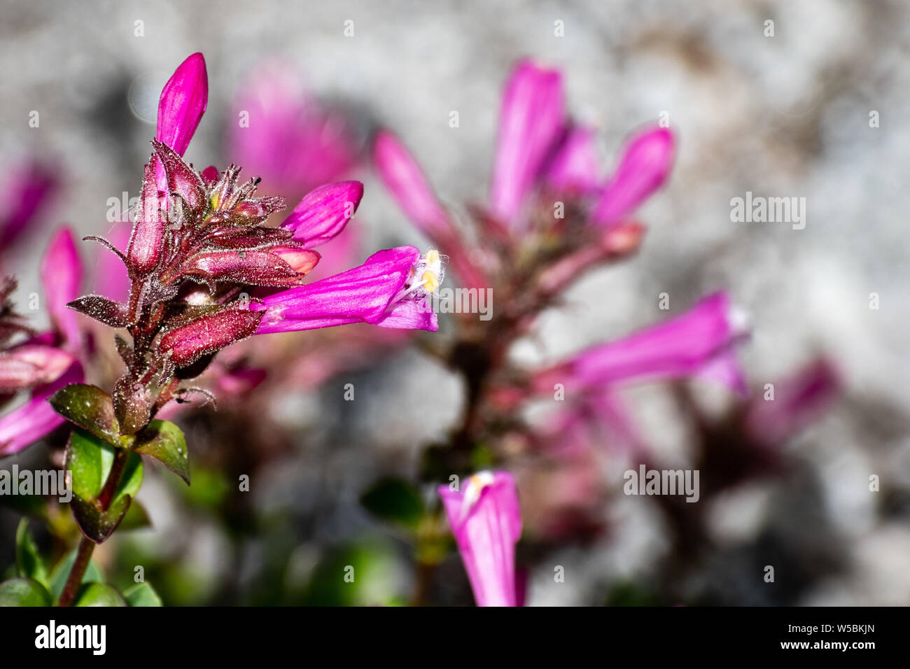 Close up di orgoglio di montagna (Penstemon newberryi) fiori selvatici in fiore nel parco nazionale di Yosemite, Sierra Nevada, in California Foto Stock