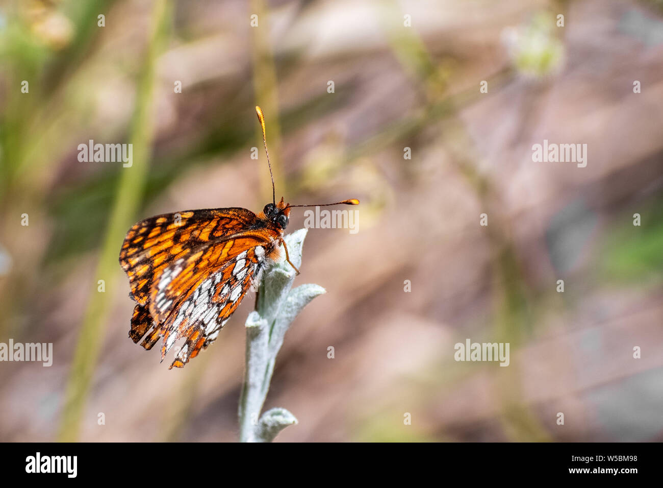 Close up di Hoffmann's checkerspot (Chlosyne hoffmanni) farfalla posata sulla parte superiore di un impianto con ante chiuse, del Parco Nazionale Yosemite in California Foto Stock