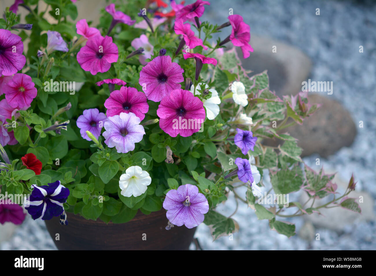 Colorati fiori di petunia contro il muro di mattoni Foto Stock