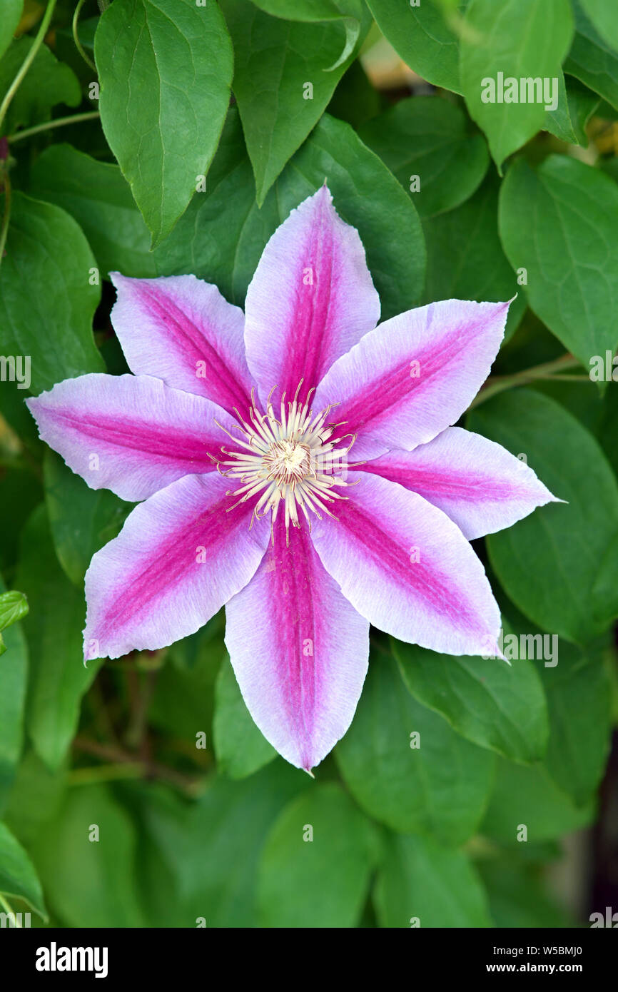 Viola la clematide in fiore nel giardino Foto Stock