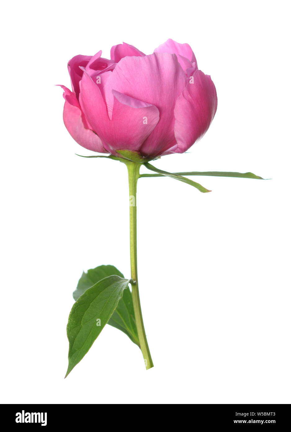 Rosa peonia fiore isolati su bianco Foto Stock