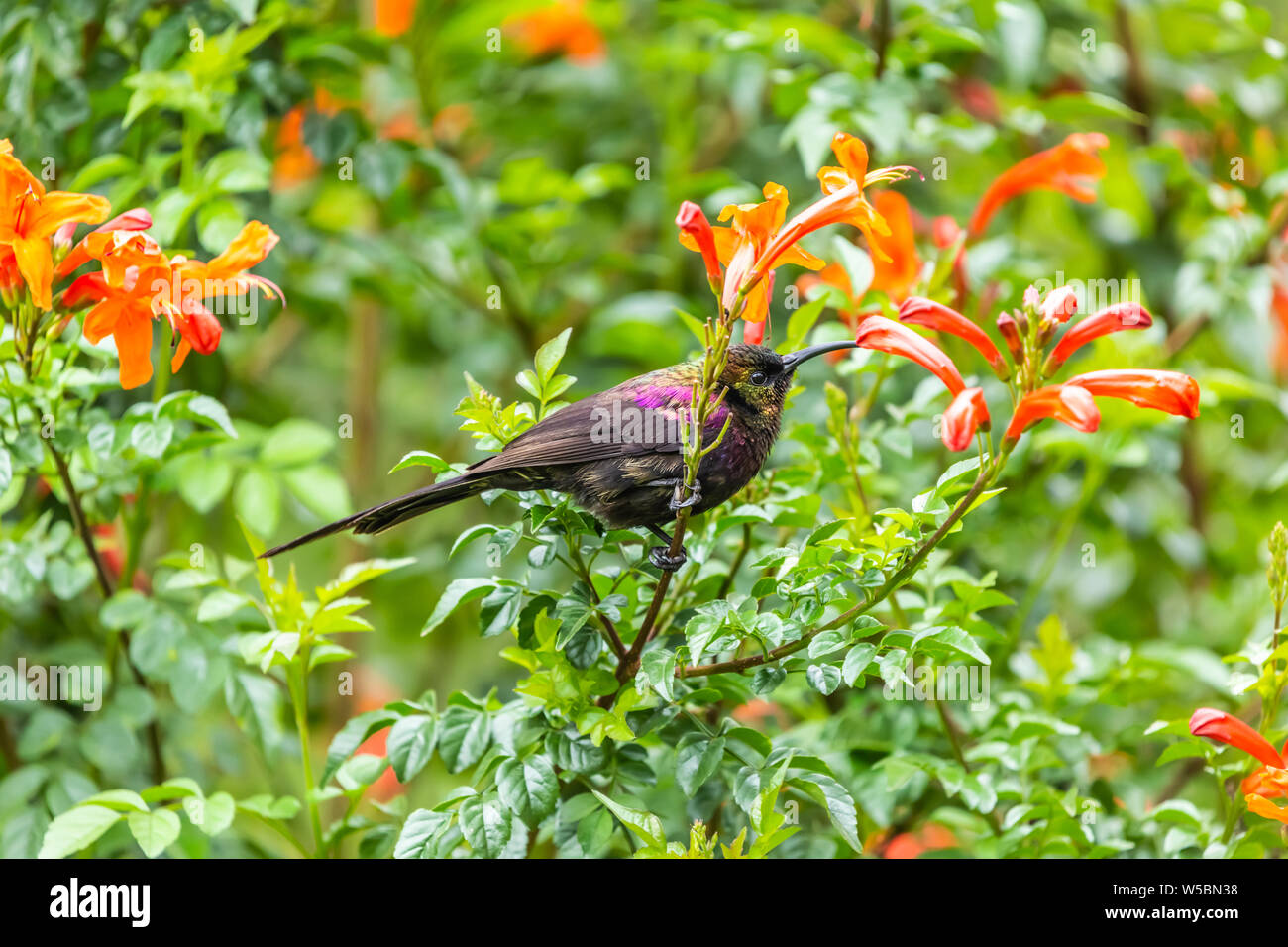 Tacazze Sunbird [Nectarinia tacazze] appollaiato sulla boccola alimentazione su fiori arancione nel profilo, preso in Kenya. Foto Stock