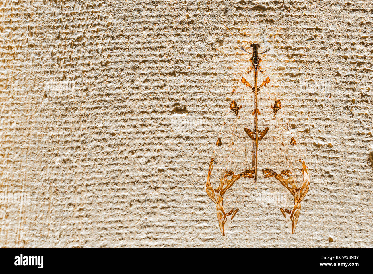 Albero-foro Antlion nella famiglia Myrmeleontidae e nel nervo insetto alato ordine Neuroptera, che include anche Lacewings e Owlflies pirched su Foto Stock