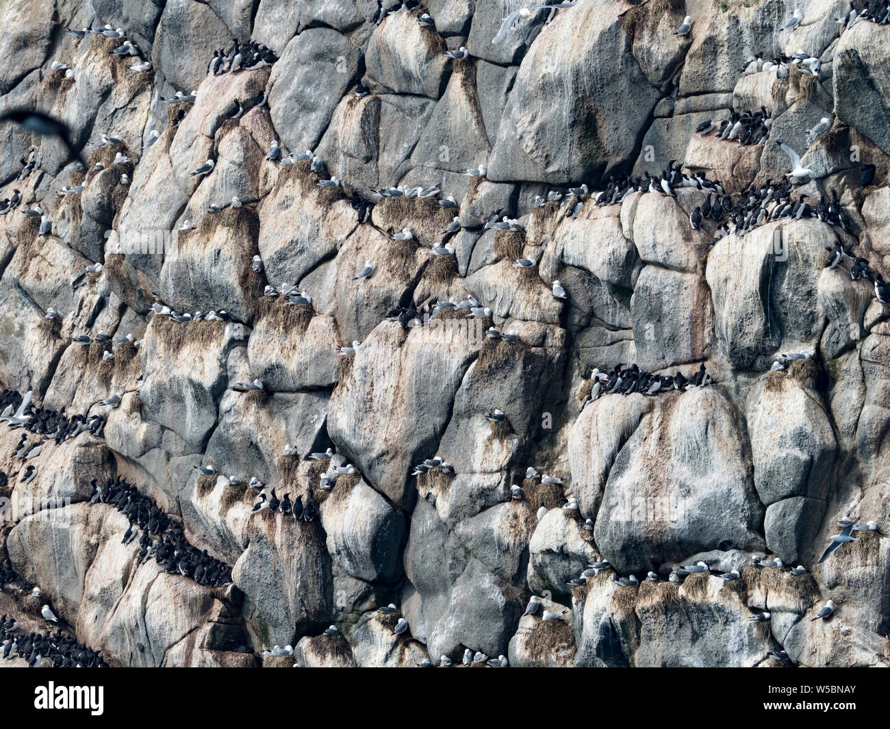 La nidificazione degli uccelli marini scogliere a Kamen Ariy isola isola di Bering, Russia Foto Stock