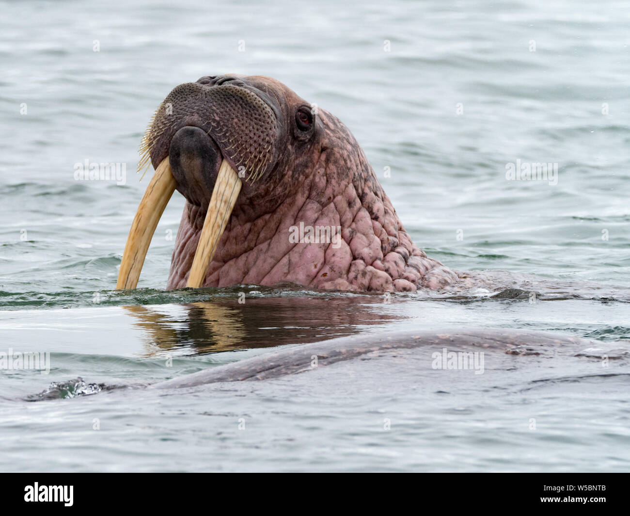 Pacific Walrus, Odobenus rosmarus, mostra zanne nell'oceano al largo della costa di Chukotka, Russia Estremo Oriente Foto Stock