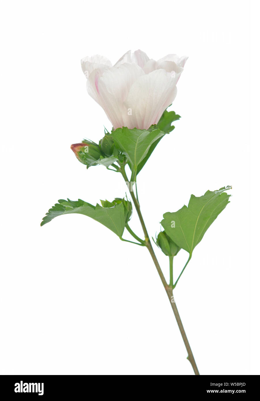 Impianto di fiori di ibisco isolare su bianco Foto Stock