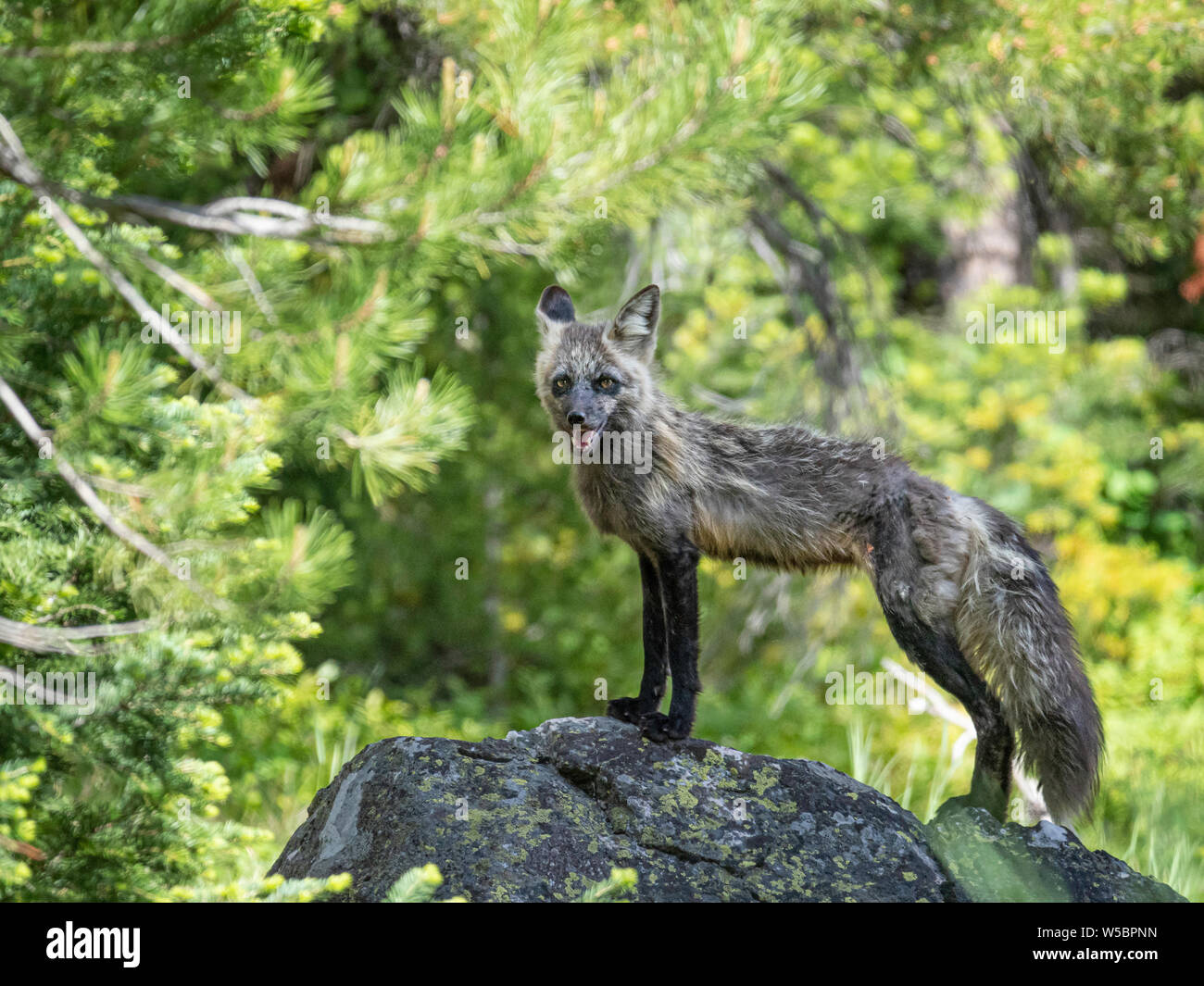 Adulto madre red fox, Vulpes vulpes vicino al suo den a Leigh Lake, il Parco Nazionale del Grand Teton, Wyoming negli Stati Uniti. Foto Stock