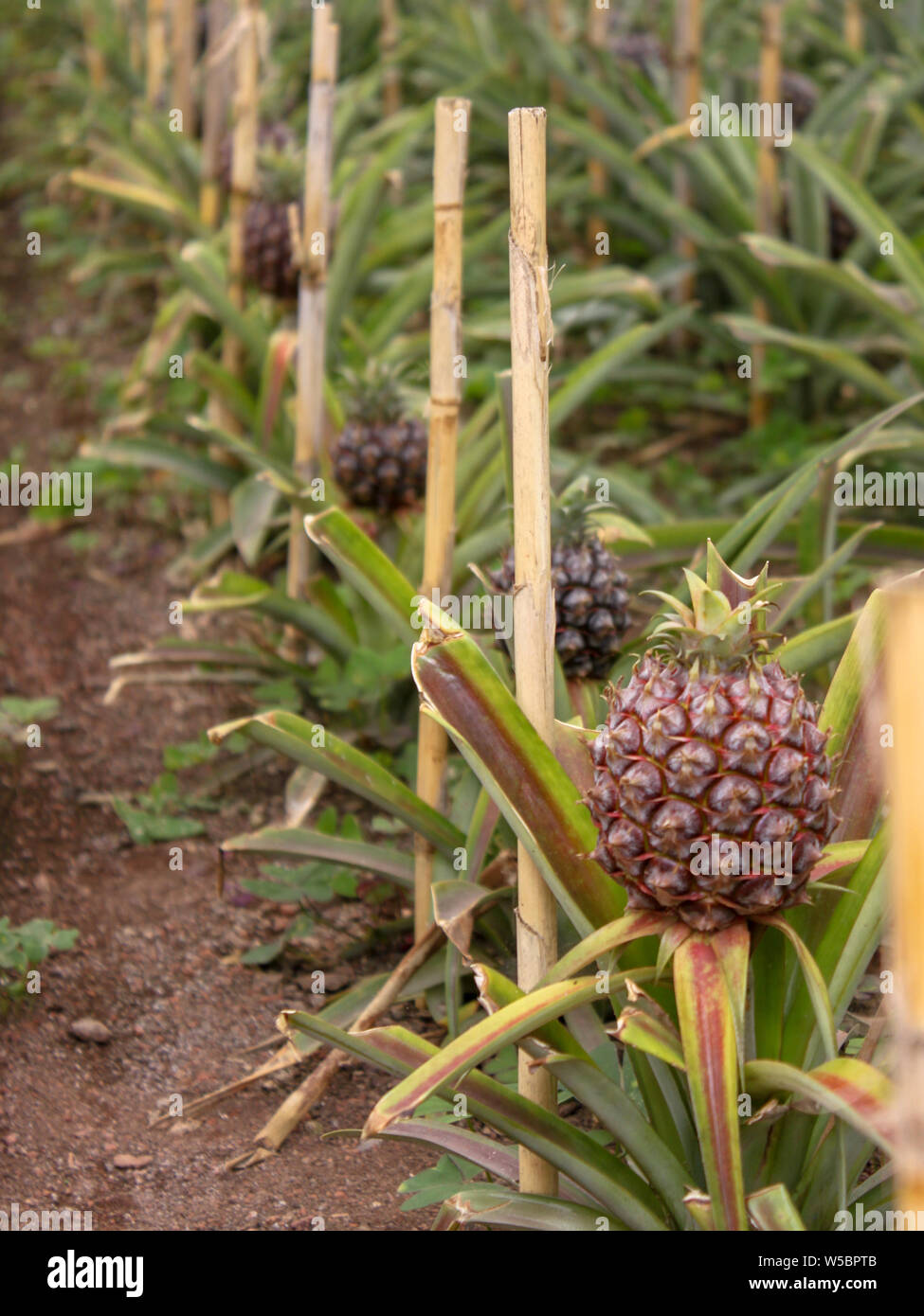 Un albero di ananas Foto stock - Alamy
