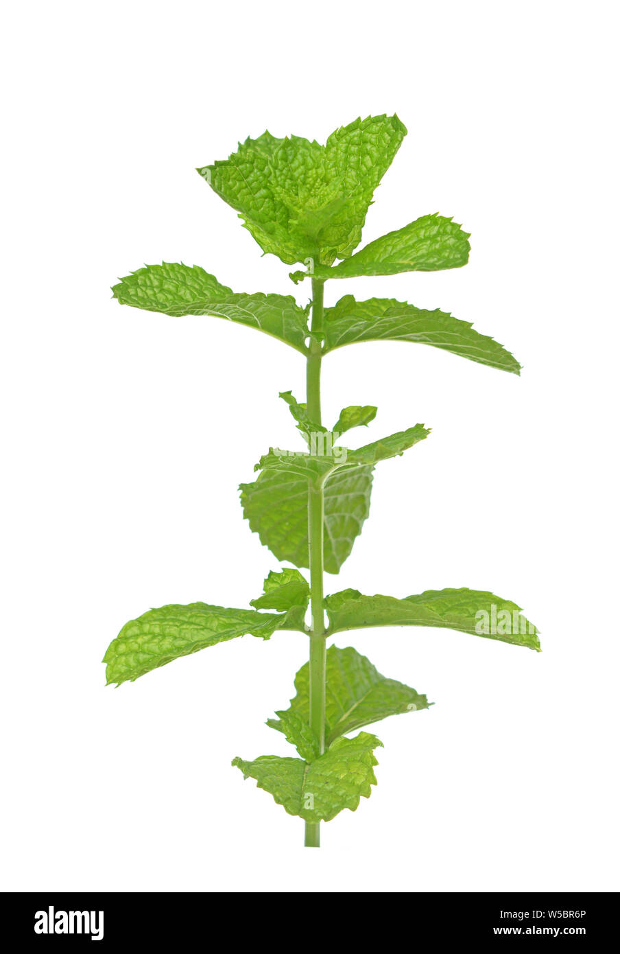 Un giovane di menta fresca ramo isolare su bianco Foto Stock