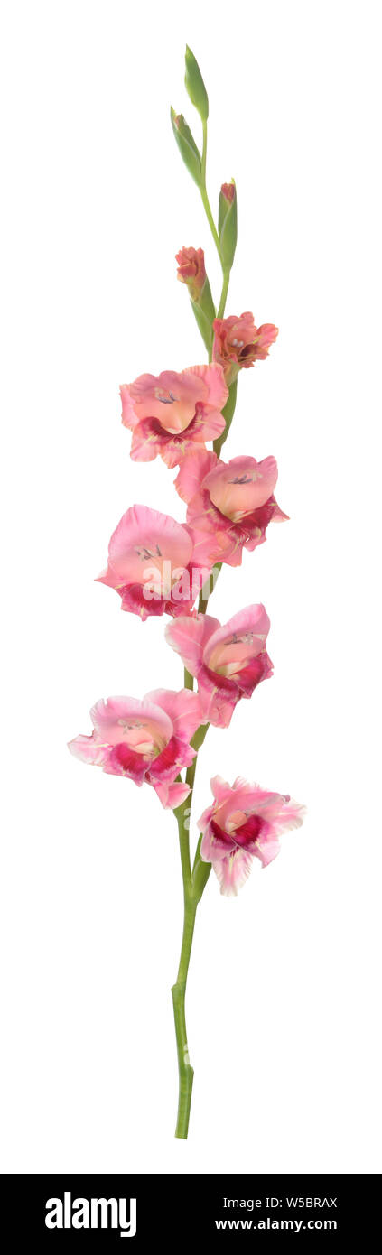 Gladiolus fiore su sfondo bianco Foto Stock