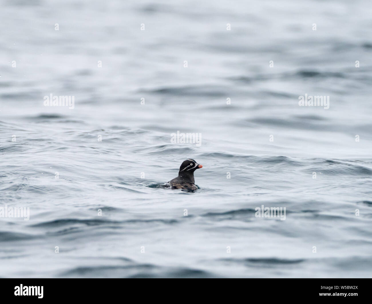 Whiskered Auklets, Aethia pygmaea nel Baby Isole di Alaska Foto Stock