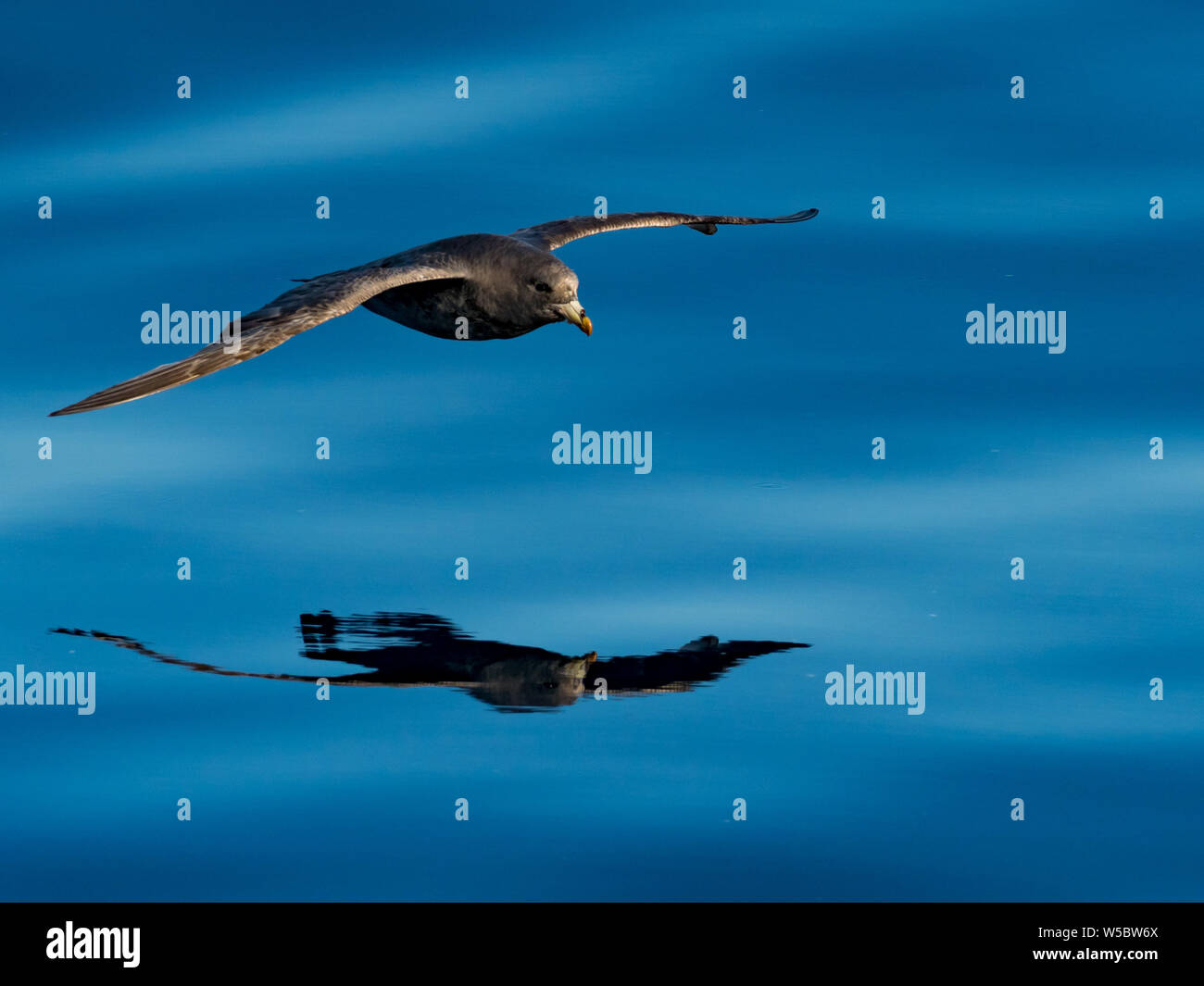 Northern Fulmar, Fulmarus glacialis, nell'oceano vetroso off di Chukotka costa, Estremo Oriente Russo Foto Stock