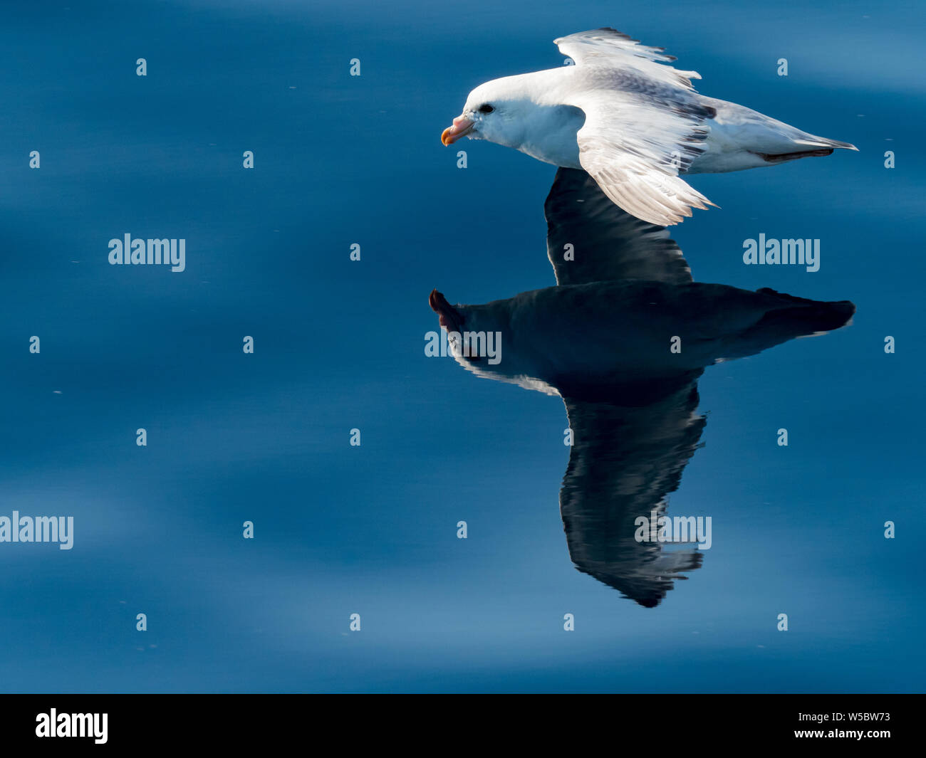 Northern Fulmar, Fulmarus glacialis, nell'oceano vetroso off di Chukotka costa, Estremo Oriente Russo Foto Stock