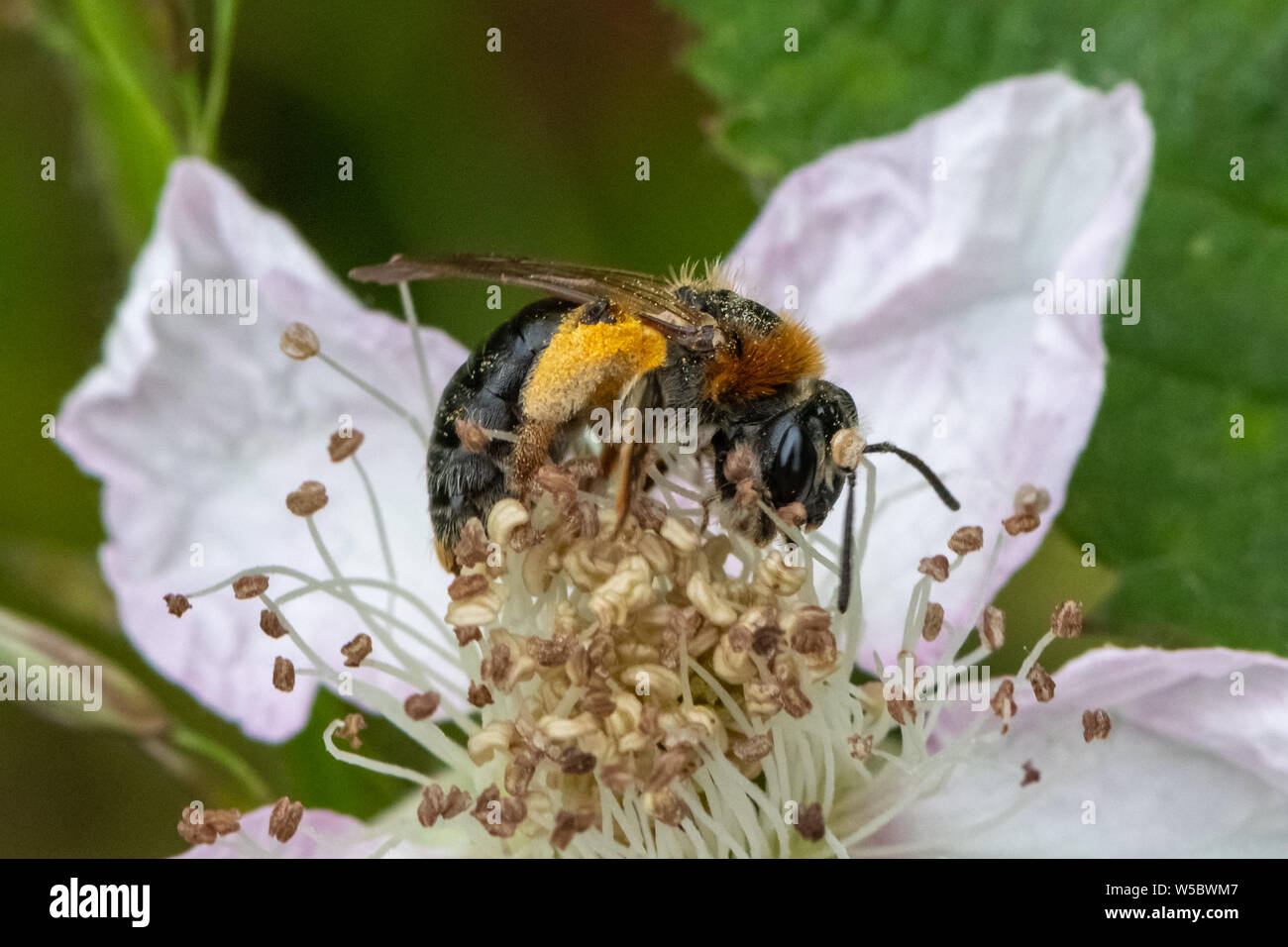 Bruno Mining Bee (Andrena fulva) su Blackberry fiore. Foto Stock