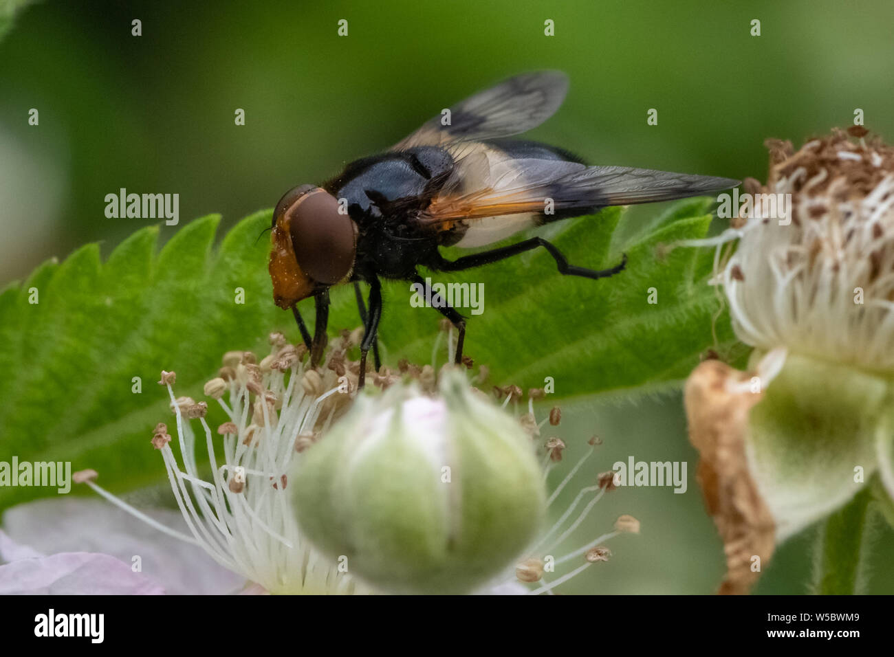 Hoverflies pellucida (Volucella pellucens) Foto Stock