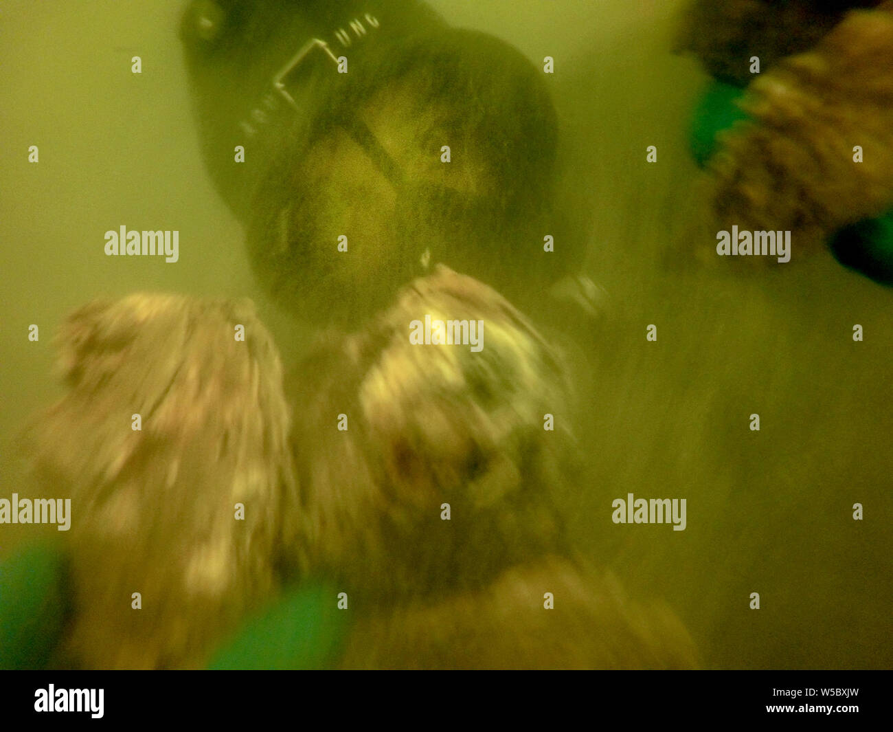 Un subacqueo raccoglie wild ostriche in torbidi abissi della Chesapeake bay, Wittman, Maryland. Foto Stock