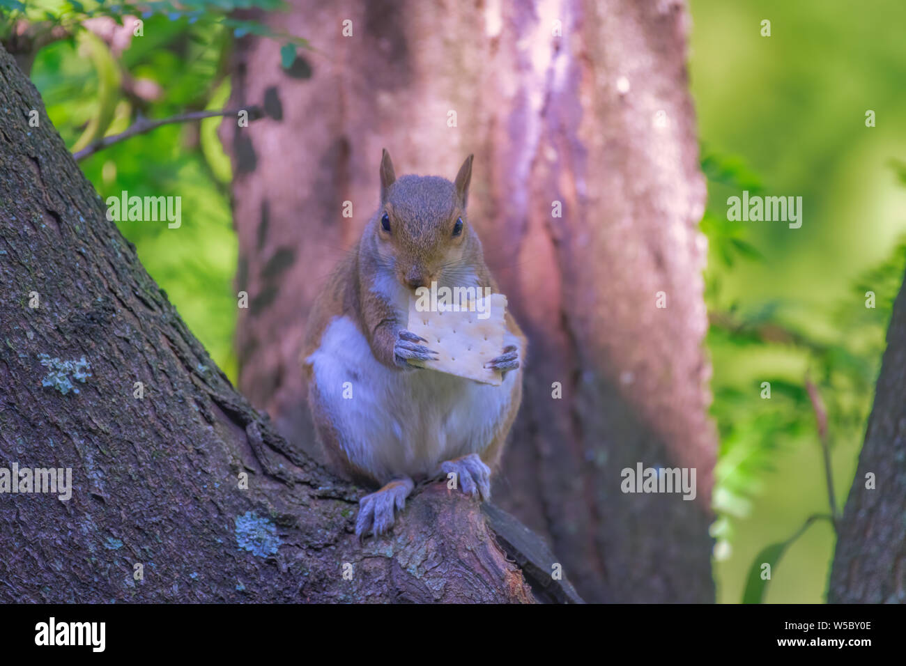 Lo scoiattolo nella struttura ad albero di mangiare cracker Foto Stock