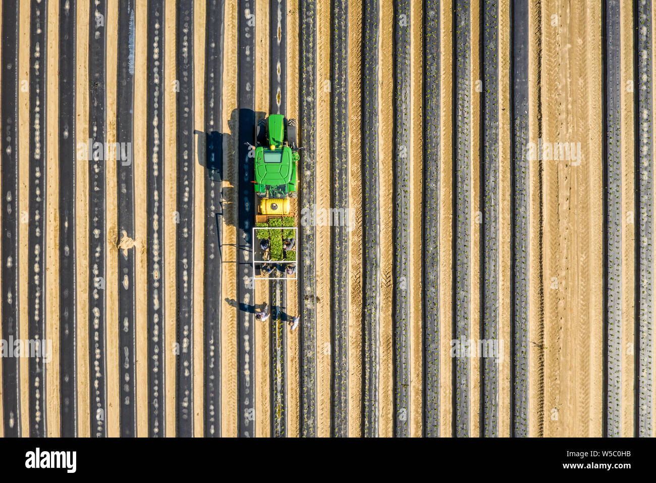 Lavoratori di fragole al trapianto in un campo in Wyoming, Delaware Foto Stock
