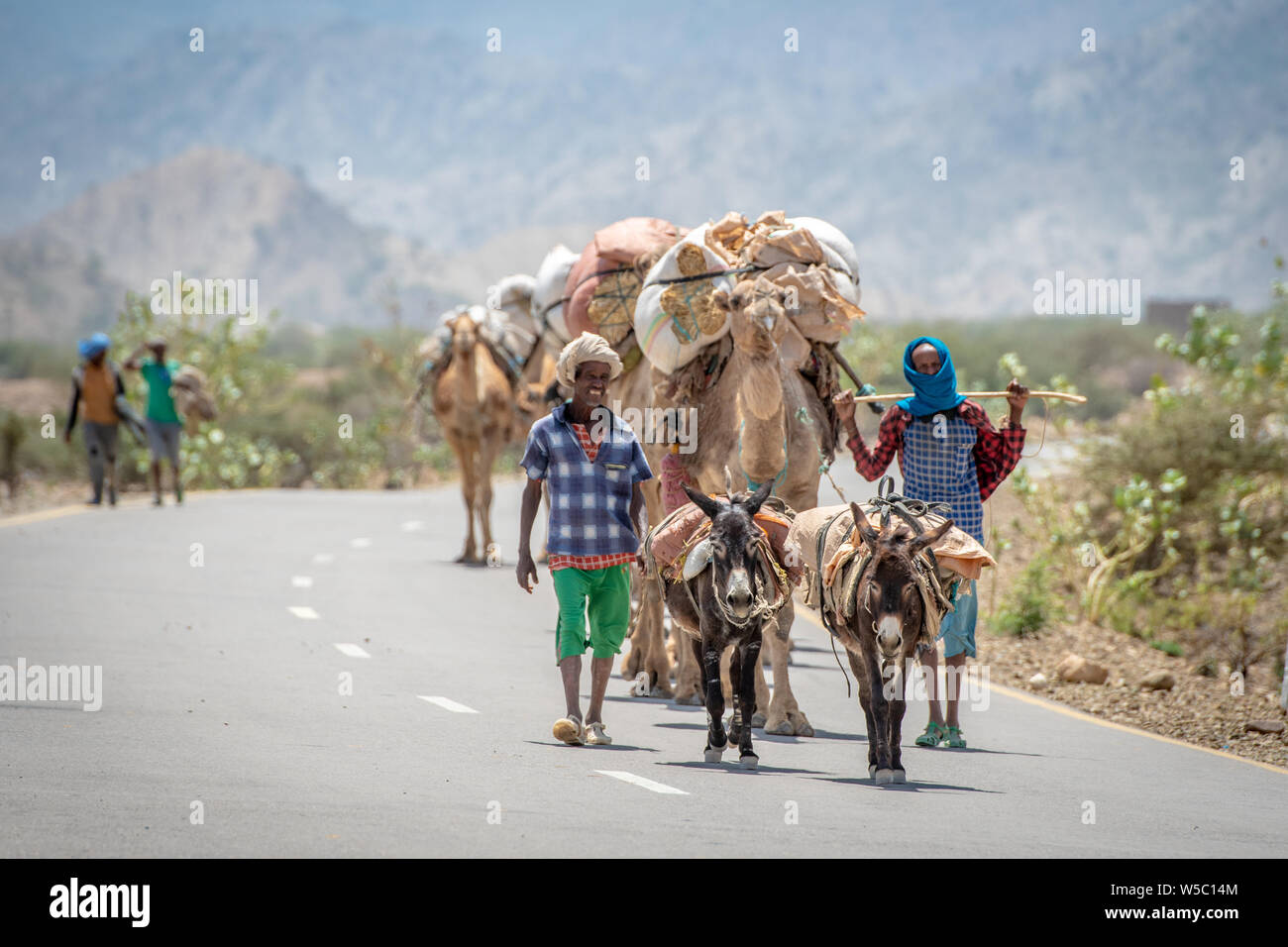 Gli uomini con due asini (Equus asinus) la derivazione di una linea di cammelli (Camelus) borse e zaini di fieno sul loro retro travel down road, nella depressione di Danakil , Ethi Foto Stock
