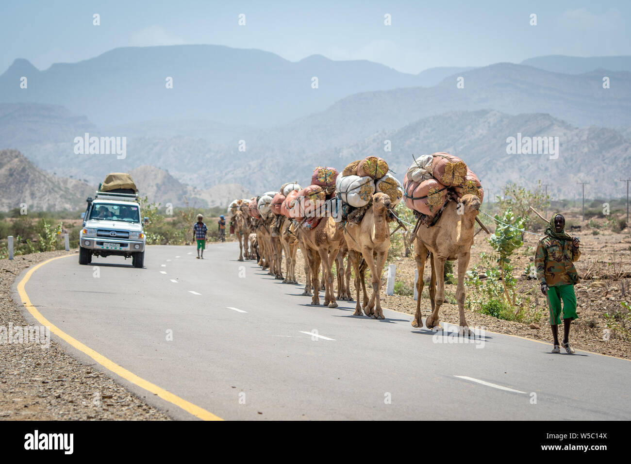 Un uomo conduce una linea di cammelli (Camelus) borse e zaini di fieno sul loro retro travel down road, nella depressione di Danakil , Etiopia Foto Stock
